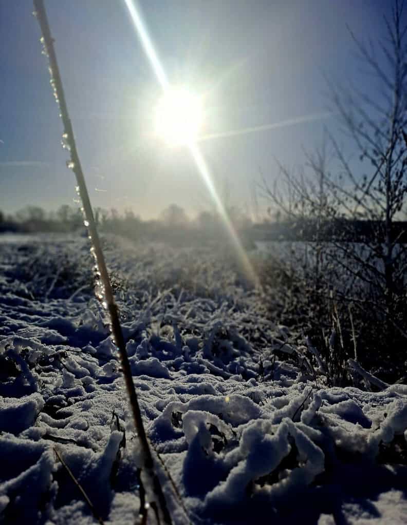 De winterzon schijnt fel over een besneeuwd veld met kale bomen en een strakblauwe lucht. Dit creëert een sereen tafereel, perfect voor liefhebbers van penvissen.