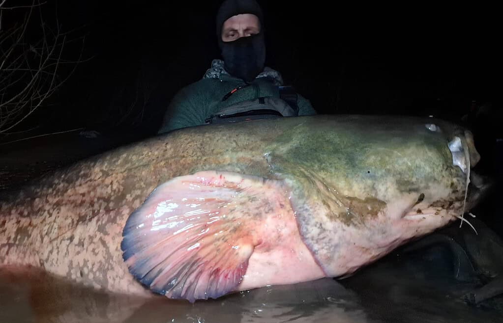 Een persoon, gehuld in een donker jasje en gezichtsbedekking, staat 's nachts triomfantelijk bij het water. Ze houden een kolossale meerval vast - het soort monster dat je met moeite kunt vangen - als symbool voor hun onvermoeibare strijd in de stille, maanverlichte strijd tegen de reuzen van de natuur.