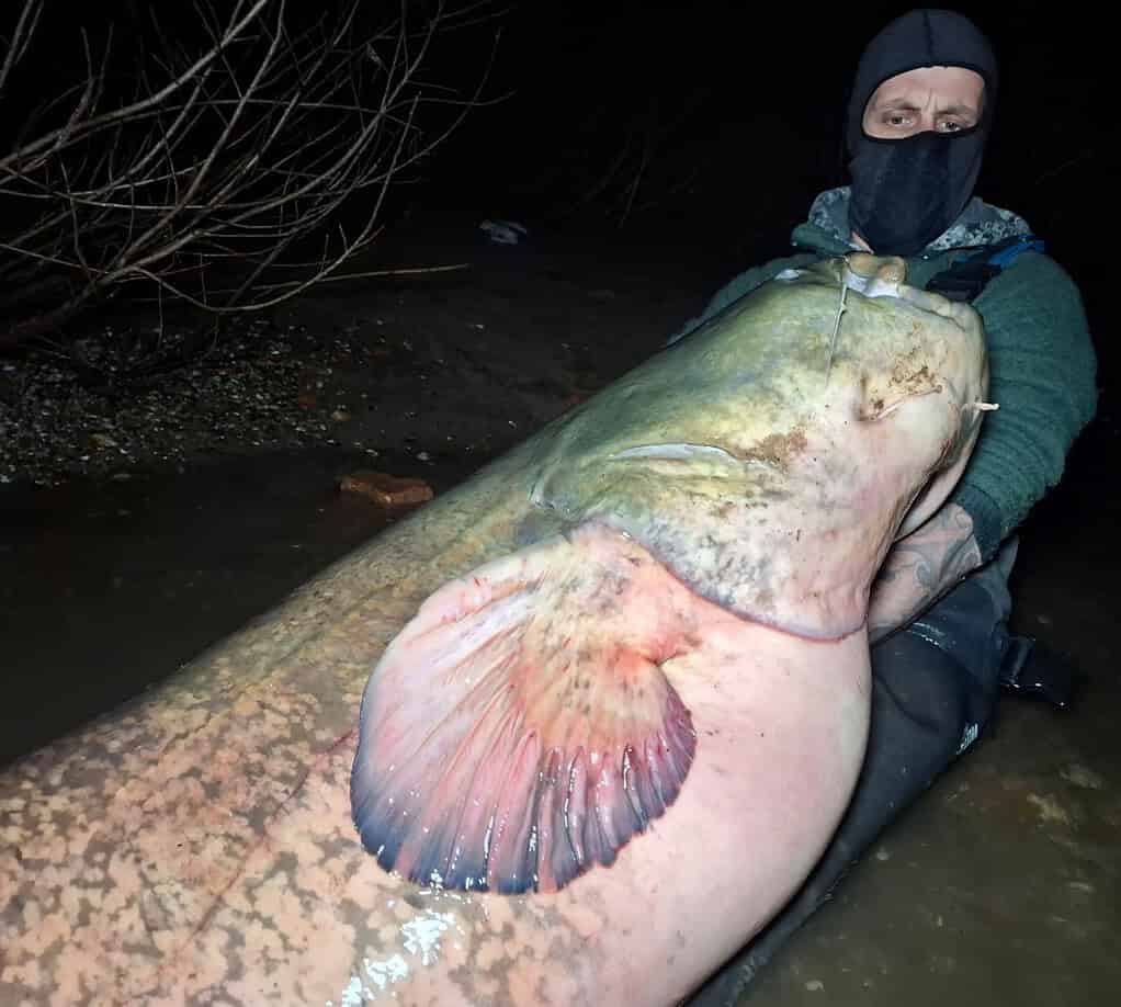 In de stille omhelzing van de nacht staat een schaduwfiguur in ondiep water. Hij toont trots een flinke roofmeerval die hij onder de maanverlichte hemel heeft gevangen.