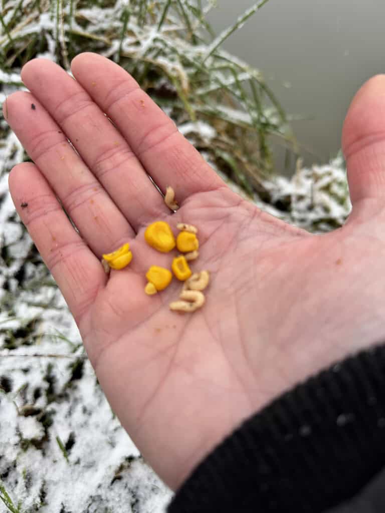 Een hand houdt maïskorrels en kleine witte larven vast tegen een achtergrond van besneeuwd gras, wat herinneringen oproept aan het vissen op karper in de winter.