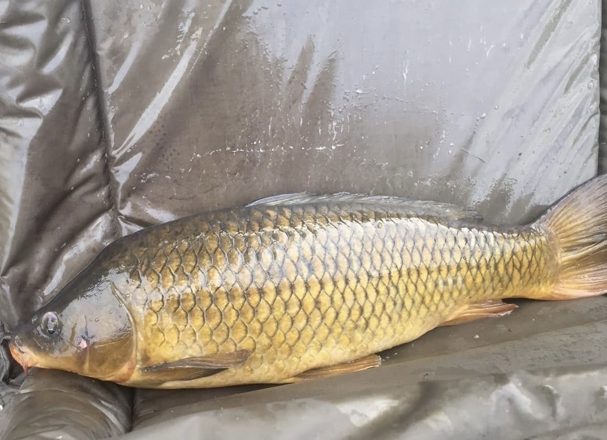 Een grote vis met goudkleurige schubben ligt op een donker, nat oppervlak.