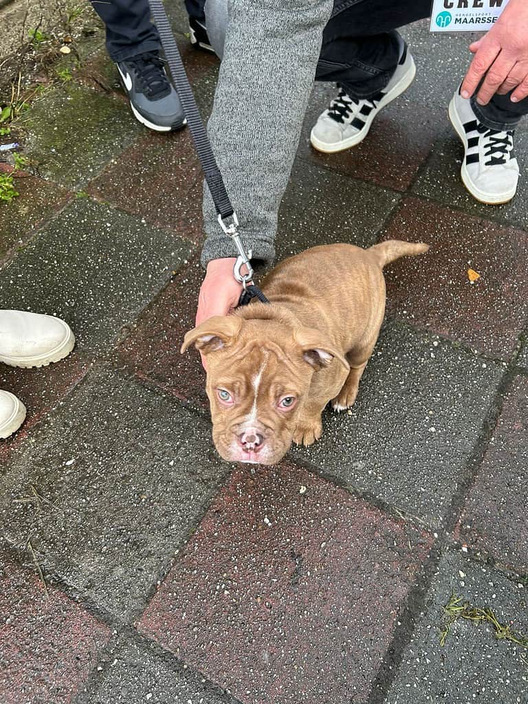 In Maarssen kijkt een kleine bruine pup aangelijnd omhoog terwijl hij op een natte stoep staat. Een persoon in een donkere broek en sneakers is gedeeltelijk zichtbaar, met de riem vast, genietend van de vredige ambiance van deze Open Roofvis Dag.