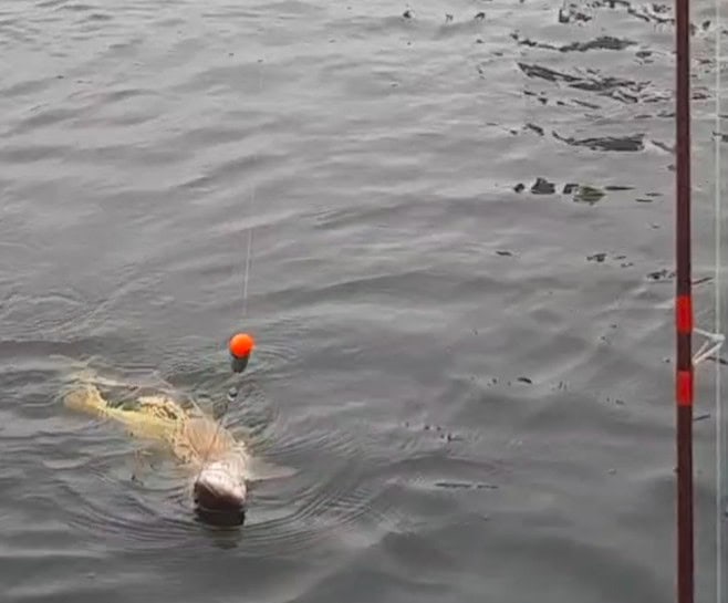 Een vis, gevangen aan een vislijn vlak bij het wateroppervlak, toont een succesvolle vangsten. Vlakbij drijft een visdobber zachtjes langs de zijkant van de boot.