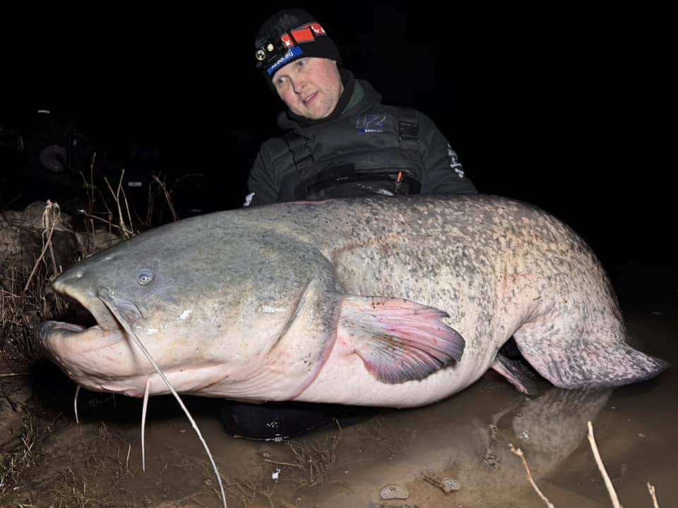 Een persoon in winterkleding en met een hoofdlamp op toont trots zijn vangsten: een grote meerval die onder de maanverlichte hemel door het water is gevangen.