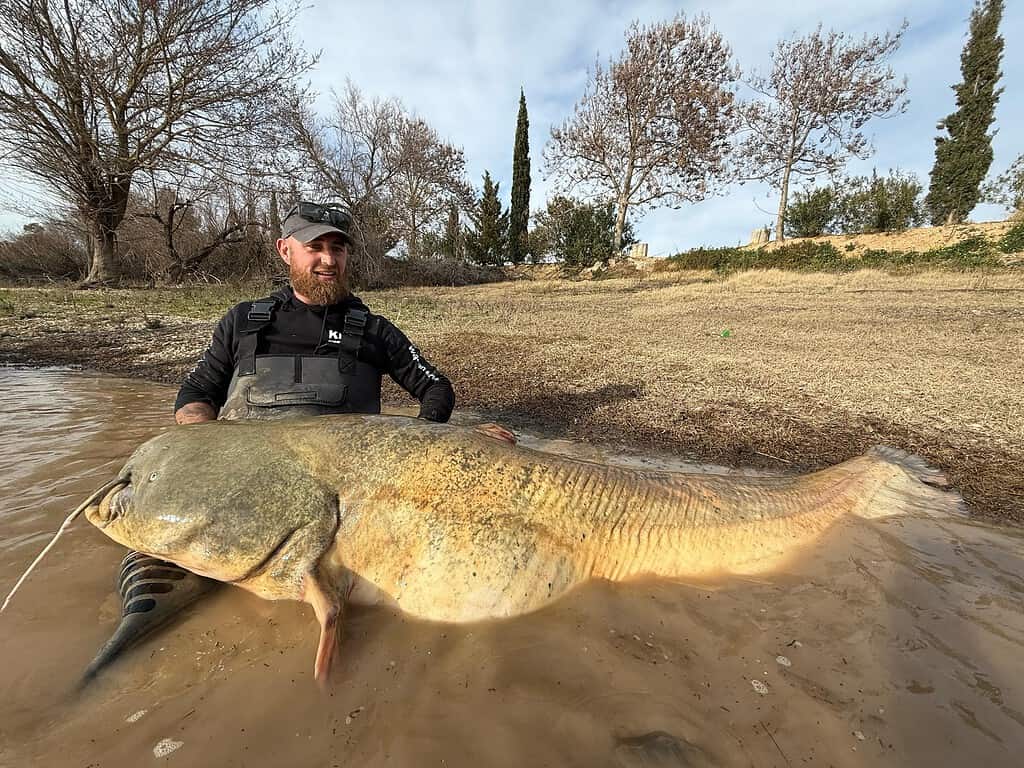 Een persoon knielt in het ondiepe water van de Ebro, trots een grote vangst vasthoudend, waarschijnlijk van een dag meervalvissen. Om hen heen creëren bomen en droog gras een rustige achtergrond.