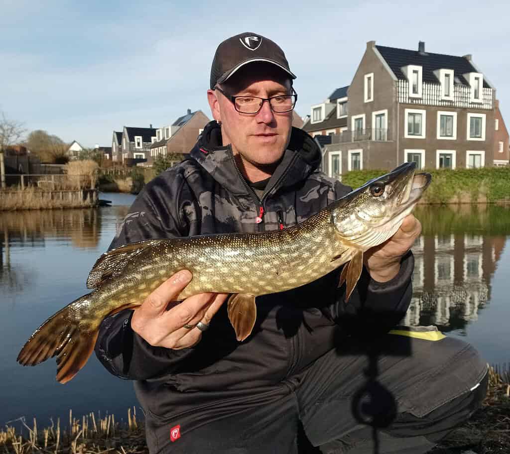 Een persoon houdt trots een snoek vast, gevangen met Predatorgear, naast een kalm waterlichaam. Charmante huizen staan schilderachtig op de achtergrond, wat een andere succesvolle vangsten van de maand markeert.