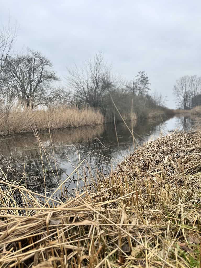 Een smalle, spiegelende rivier stroomt tussen droog gras en kale bomen onder een bewolkte hemel, waar een eenzame karper even door het wateroppervlak springt.