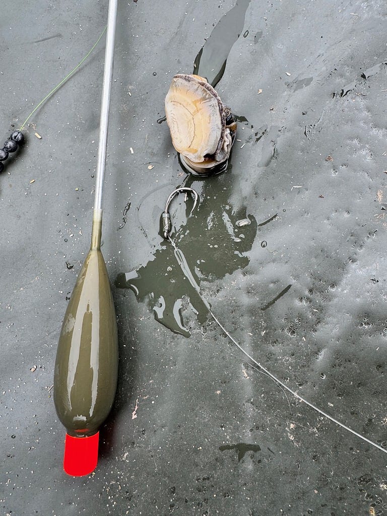 Visgerei en aas op een nat oppervlak, met een groot bruin schelpdier en een olijfkleurige dobber met een rode punt, ideaal voor een directe vangst van karpers.