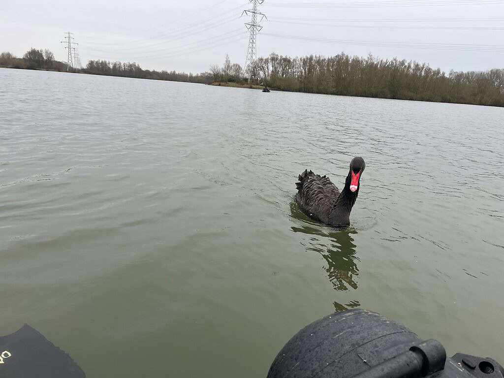 Een zwarte zwaan glijdt kalm over een meer onder een bewolkte lucht, als een mysterieus monster in kalm water, met bomen en elektriciteitskabels op de achtergrond.