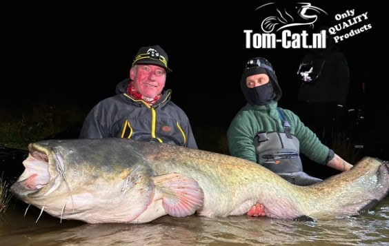 Twee mensen in vistuig houden 's nachts een grote meerval vast in ondiep water. Rechtsboven is het logo "Tom-Cat.nl" zichtbaar.