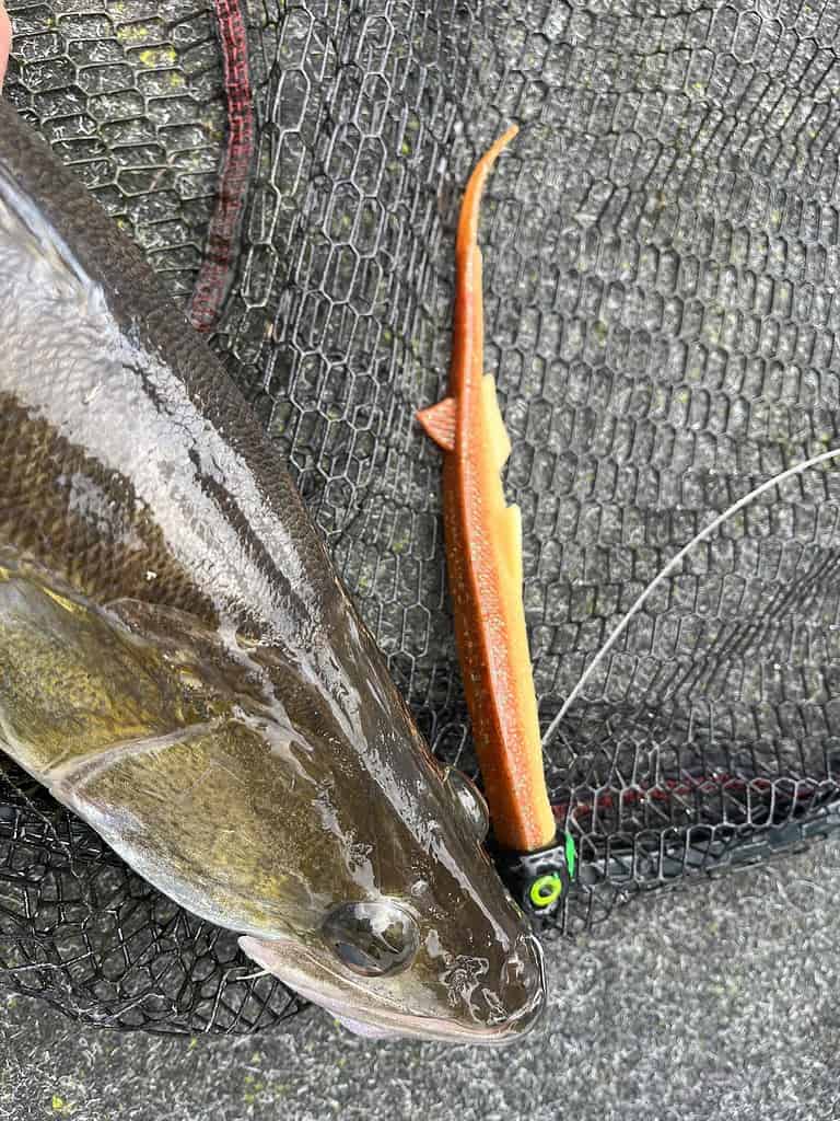 Close-up van een gevangen vis met een vastgehaakt oranje en geel kunstaas in een net. De vis en het kunstaas bevinden zich op een grijs gestructureerd oppervlak, wat de spannende seizoensopening voor vissers markeert.