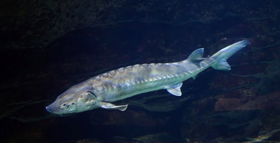 Een steur zwemt in donker water en laat zijn langwerpige lichaam en benige pantserplaten langs de zijkanten zien. Deze oude vis komt veel voor in de rivieren van Nederland en heeft zich aangepast om te gedijen in verschillende aquatische omgevingen.
