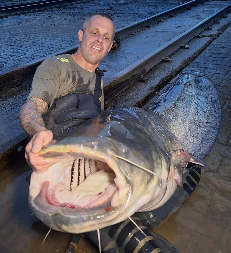 Een persoon houdt een grote meerval vast terwijl hij knielt op een nat oppervlak naast een spoorrails. Dit levert een intimiderend en bruut schouwspel op.