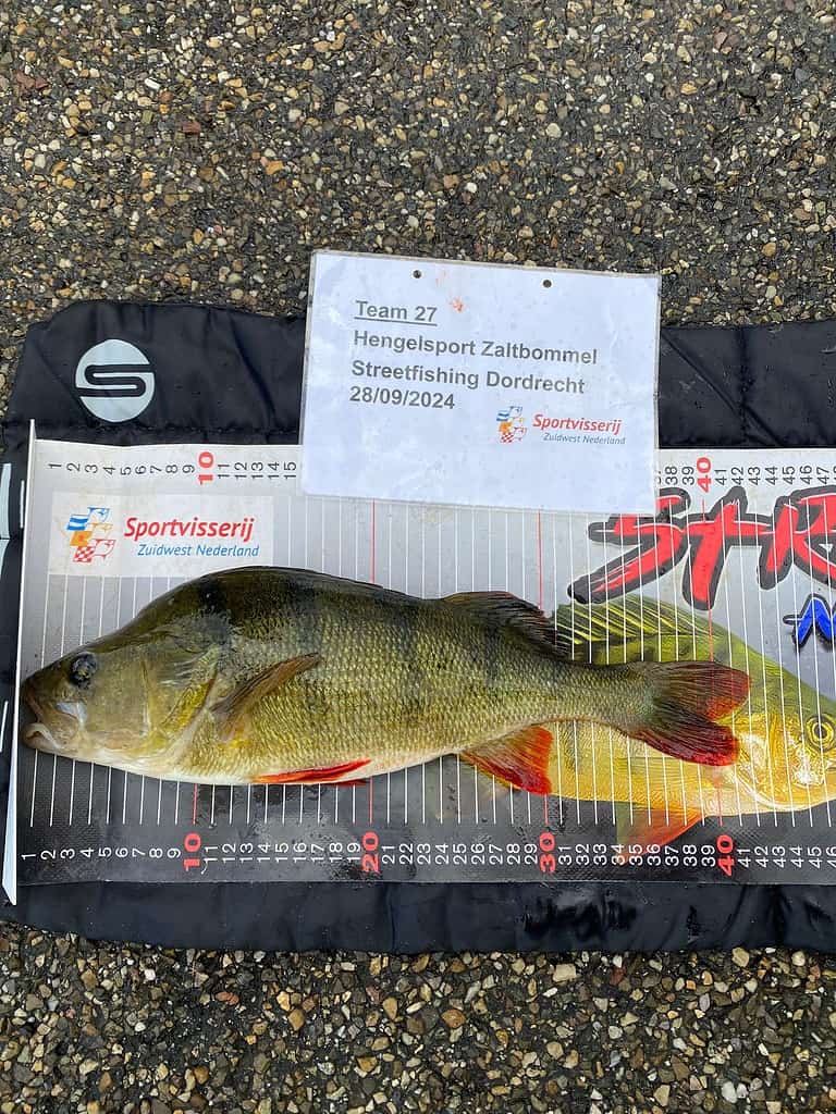 Op een meetmat ligt een vis, met daarboven een Hengelsport Zaltbommel Team 27 Streetfishing Dordrecht kaart gedateerd 28-09-2024, waarmee een belangrijke kwalificatiewedstrijd voor de NK Streetfishing competitie wordt gemarkeerd.