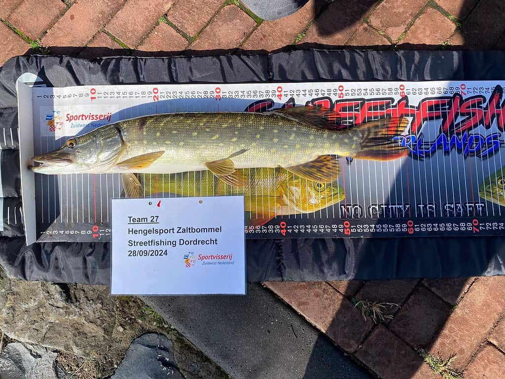 Buiten ligt een grote vis op een meetbord, met vlakbij een bord met de tekst: "Team 27 Hengeslport Zaltbommel Streetfishing Dordrecht NK Streetfishing kwalificatiewedstrijd 28/09/2024."