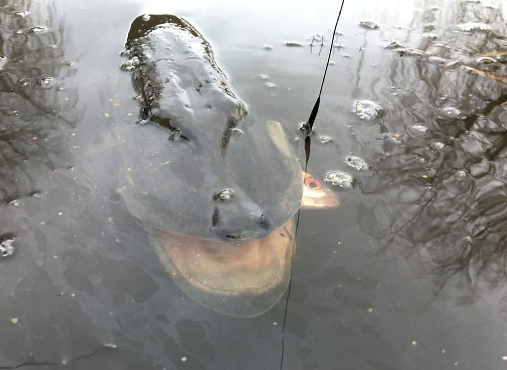 Een grote vis, gedeeltelijk ondergedompeld in water, is afgebeeld met een andere vis half in zijn bek, wat de succesvolle vistechniek van Krijn van Urk laat zien. Een vislijn is in de buurt zichtbaar.