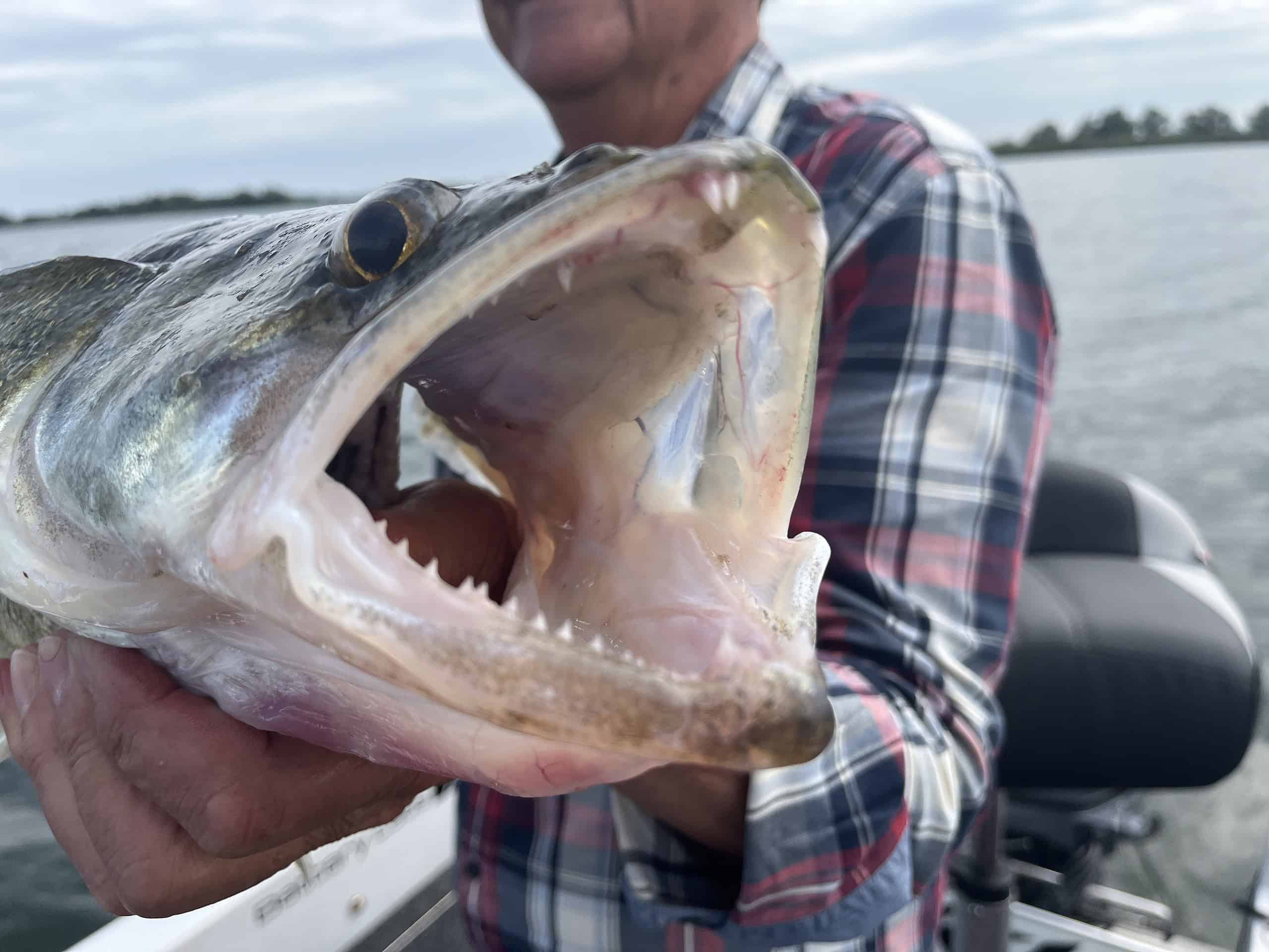 Een persoon in een geruit overhemd houdt een grote vis vast met zijn bek open en zijn tanden zichtbaar, terwijl hij op een boot in het water vaart. Dit is het hoogtepunt van de Vangsten van de week van deze week.