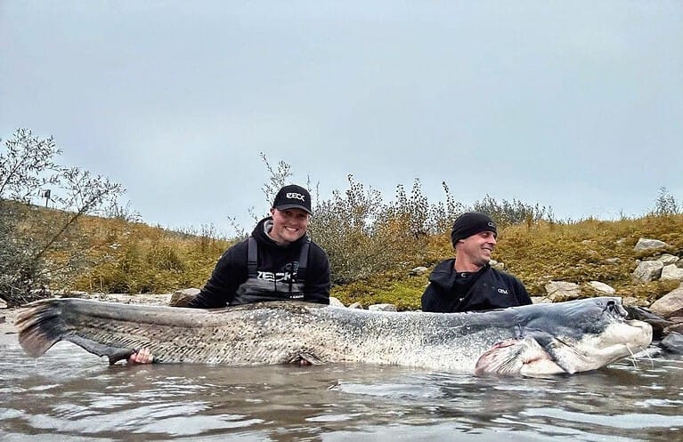 Twee individuen staan in ondiep water, elk met een hele grote vis tussen zich in. Tussen hen staat Paul Breems, trots op hun vangst die een nieuw Nederlands record vestigde. De achtergrond bestaat uit struiken en een bewolkte lucht.