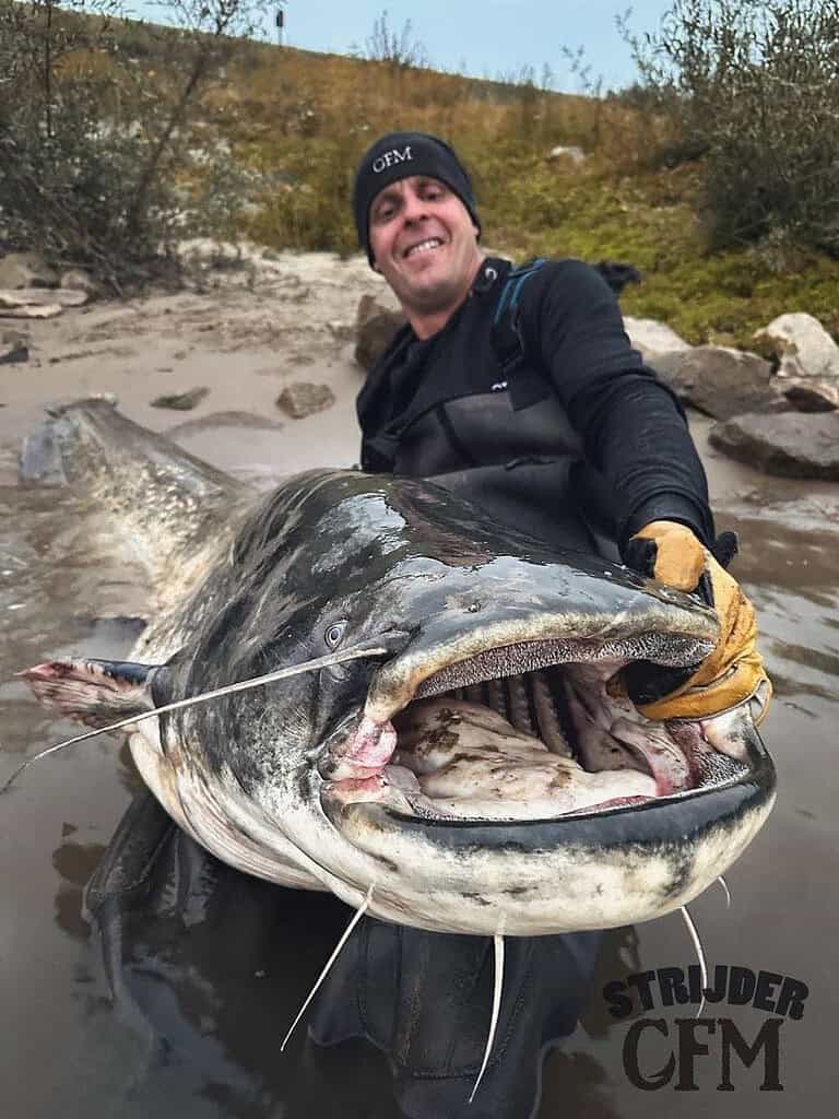 Een persoon in vistuig houdt een grote meerval vast bij het water, trots lachend. De meerval kijkt met zijn bek open naar de camera, wat hun opwinding weerspiegelt over wat een nieuw Nederlands record zou kunnen zijn.