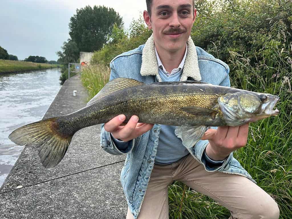 Tom Huiberts houdt een grote vis vast naast een kanaal, met gras en bomen op de achtergrond. Hij legt de essentie van rivier snoekbaarsvissen vast.