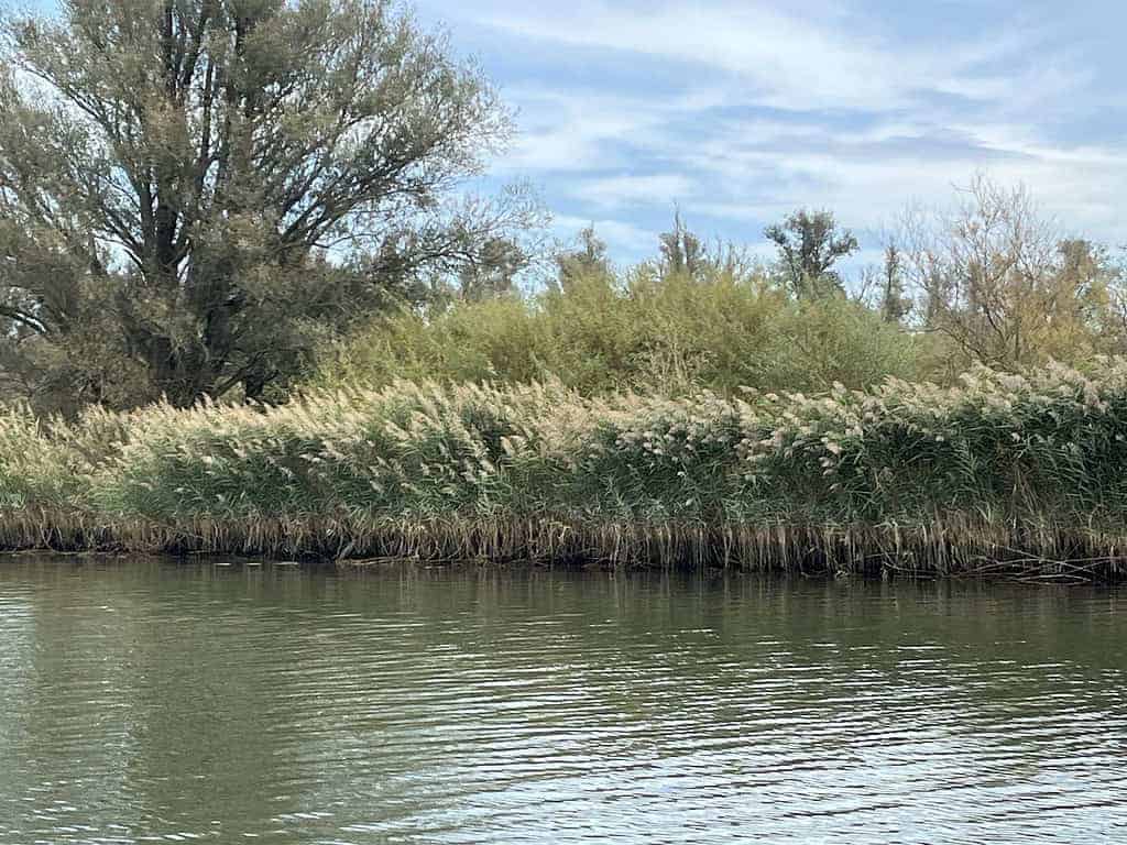 Een kalme rivier met hoog riet langs de oever en een achtergrond van bomen onder een gedeeltelijk bewolkte lucht.