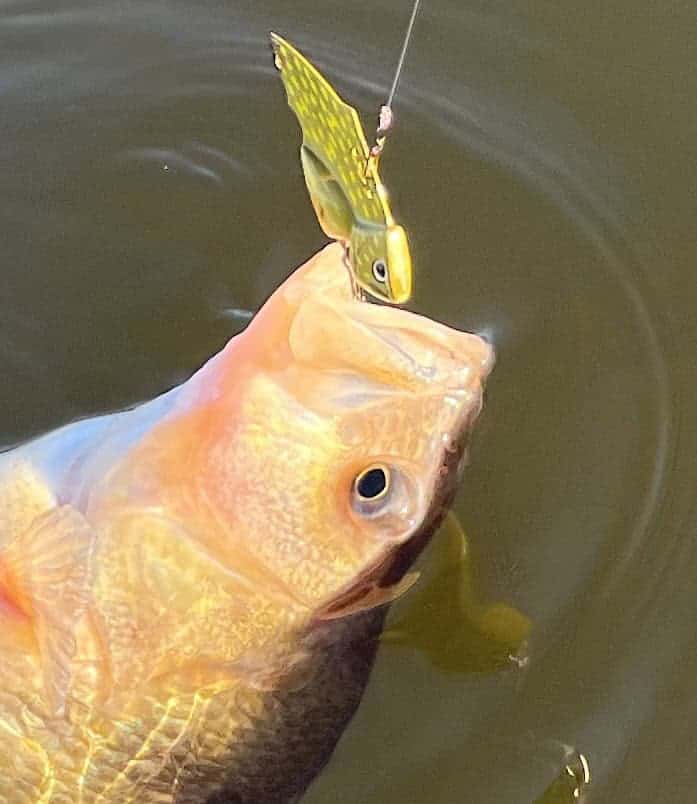 Een flinke, zware baars gevangen aan een vislijn in het water.