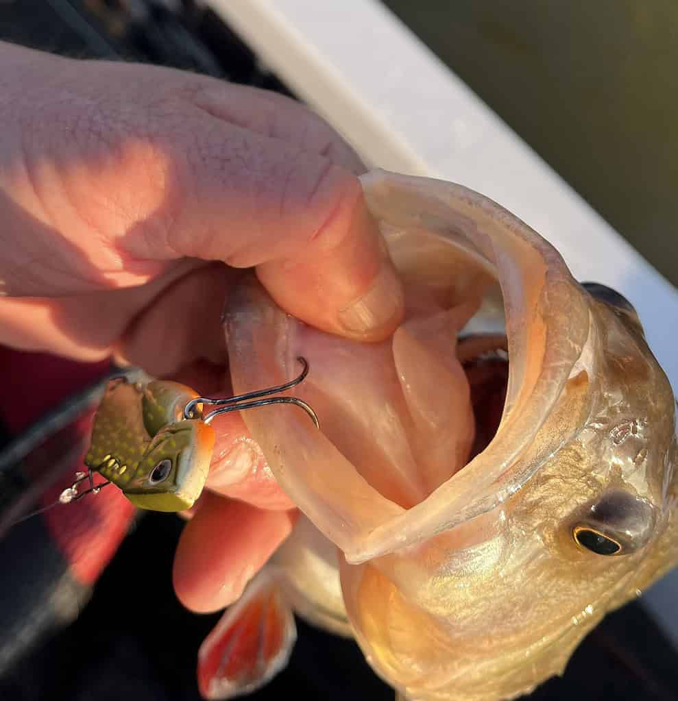 Een man toont trots een brute baarzen, vakkundig gevangen met een van de kenmerkende blade baits van Joris en Johan.