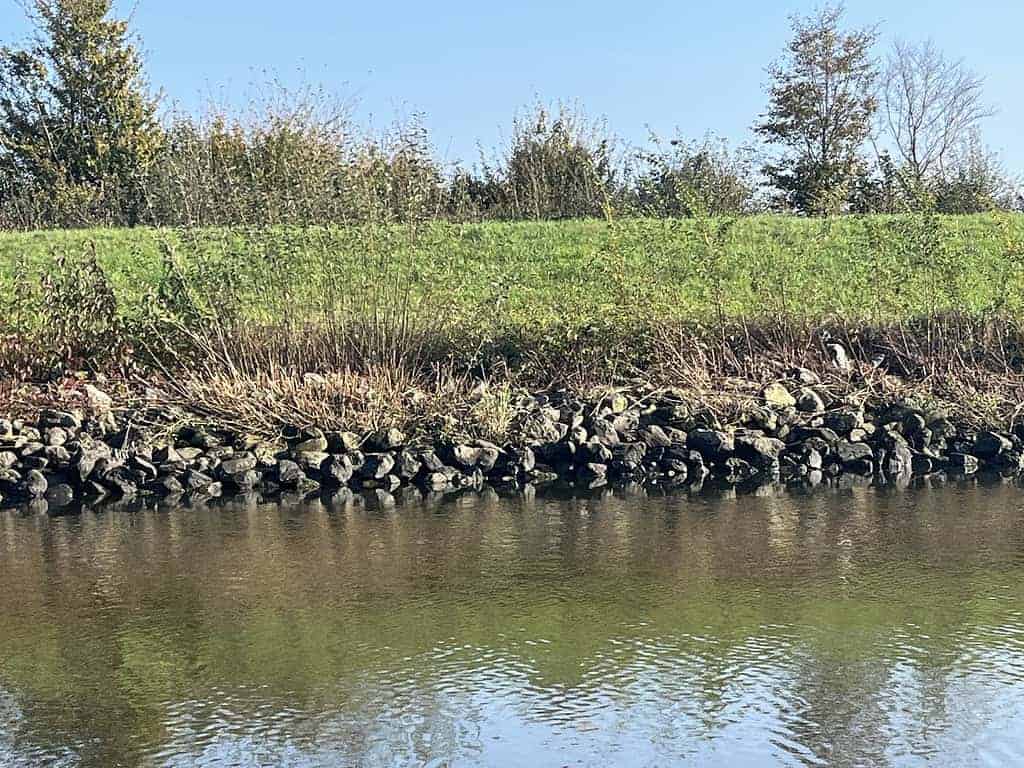Een rustige rivieroever met rotsen en groene vegetatie onder een strakblauwe lucht, waar Joris en Johan vaak samenkomen om bladpilkers tussen de bladeren te observeren.