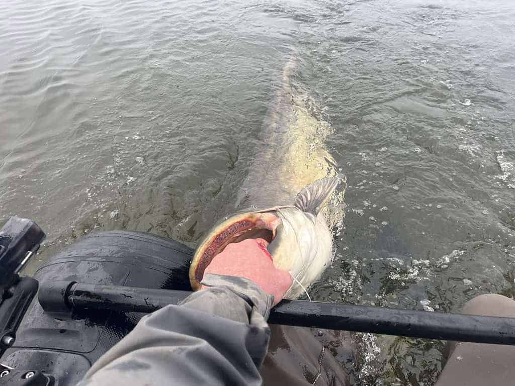 Persoon houdt een grote vis vast bij de bek, vlak bij het water, en maakt zijn kleding gedeeltelijk nat.