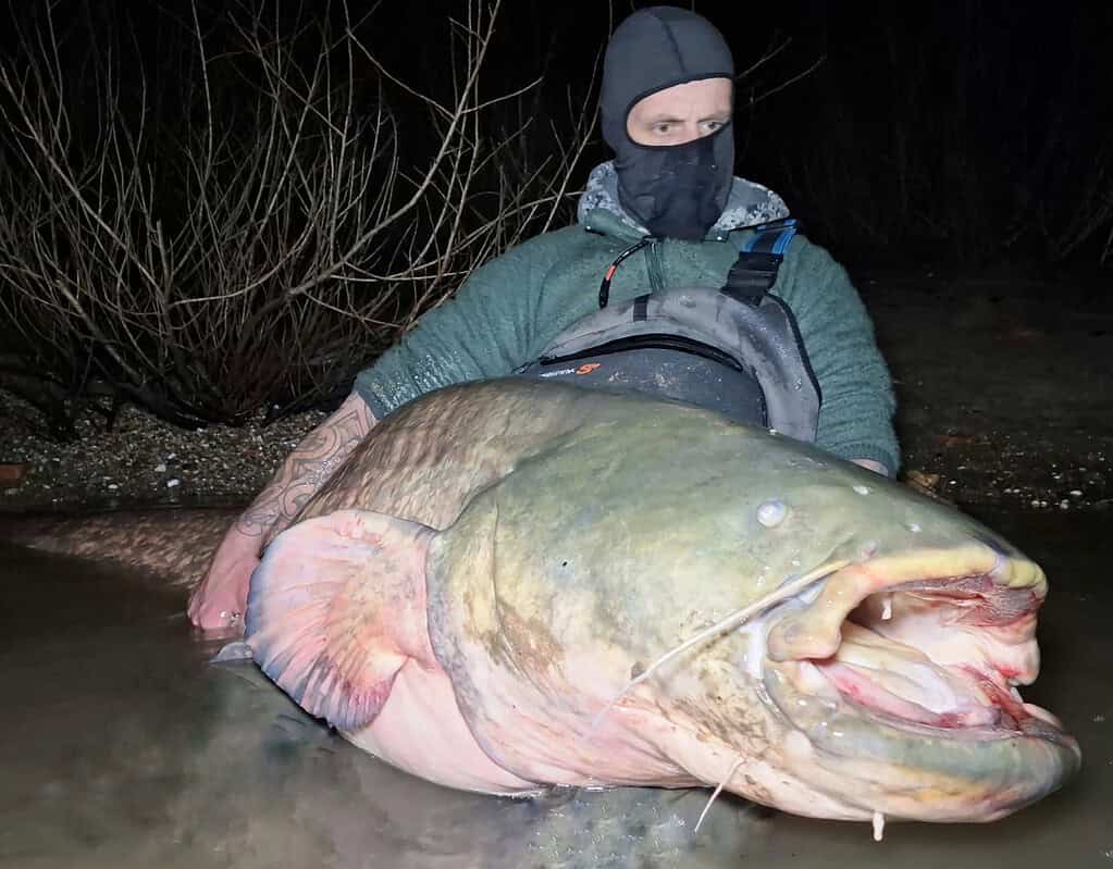Een persoon met een kap en masker knielt zwijgend in het ondiepe water, terwijl hij trots een zeer grote meerval vasthoudt onder de maanverlichte hemel - een opmerkelijke blik op de nacht.