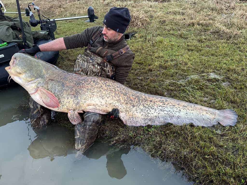 Een persoon knielt naast een grote, langwerpige vis in het water op een grasveld. Hij draagt een muts en een overall.