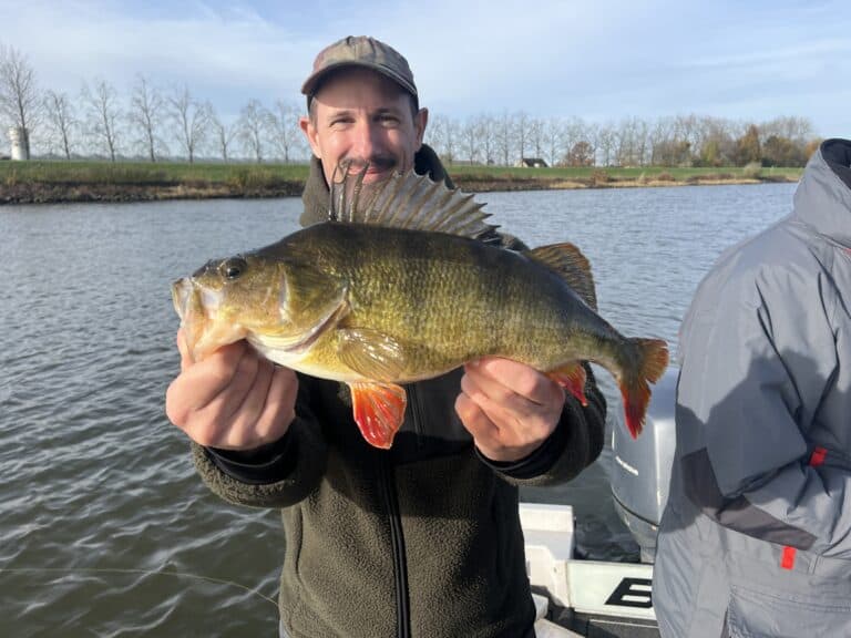 Vissen op baars met de Nedrig: nú komt de beste tijd eraan!