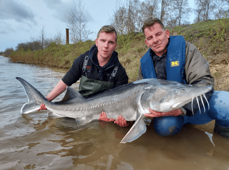 Twee vissers met een grote beloegasteur