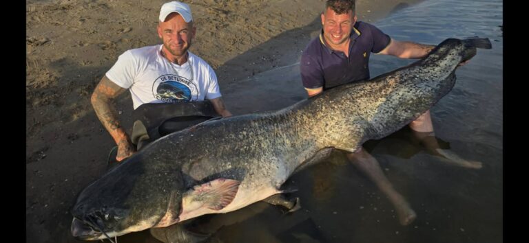 nieuw record meerval