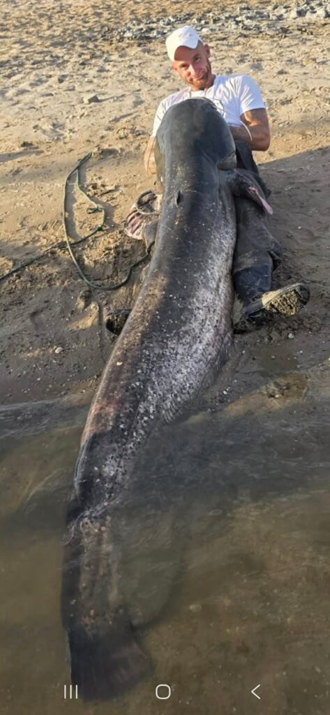 Nederlands record meerval
